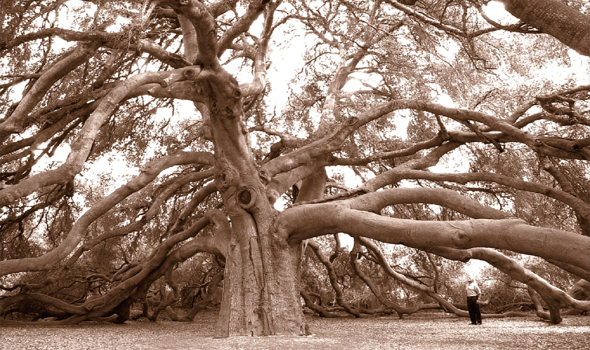 The Great Oak, its massive branches spreading low across the ground, with a person standing beneath for scale